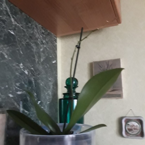 Драцена и орхидея