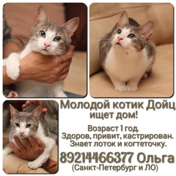 Озорные котики розовые носики песня. Песня маленькие котики котики розовые. Песня маленькие котики котики розовые носики. Котик розовый животик стих. Кто победит розовый нос котик цветочек Хэппи кот Мурчик Лео.