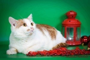 Кот Степашка, с рыжей бабочкой на мордочке