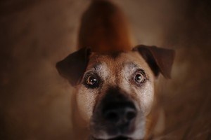 Приютский пес Бисмарк ищет дом и хозяина