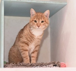 Ищут дом забавные рыжие котята-подростки - Савелия, Пьерчик, Ксерокс и Шустрик.