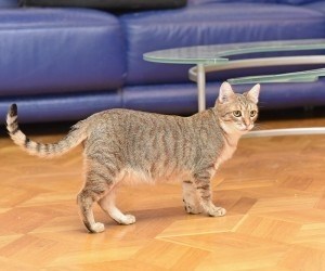 Симба, неповторимый и особенный кот ищет дом. Москва